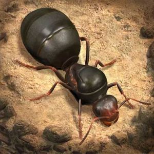 Vương quốc kiến gamota